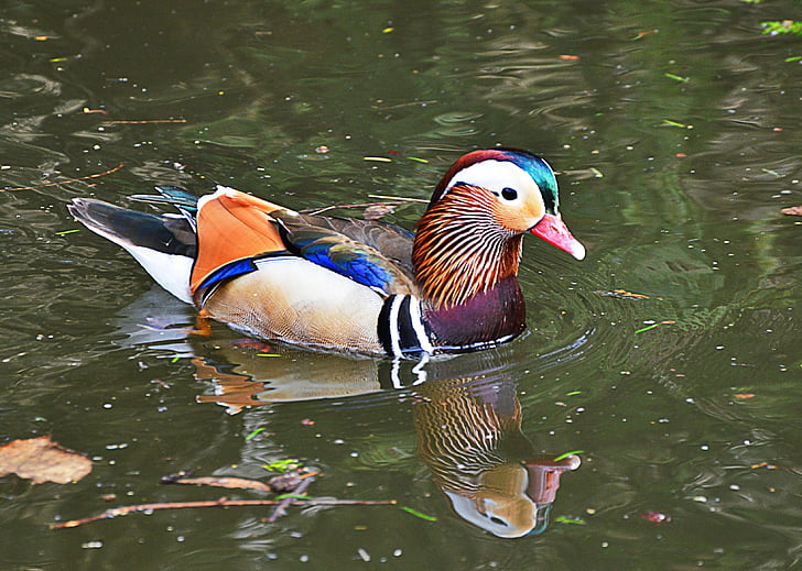 Mandarin ducks, ūdens, krāsains, pīle, ūdensputnu, skaists