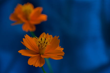 orange, flower, small, plant, garden, blossom, spring