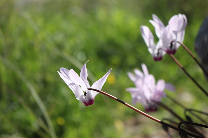 fiore, rosa, primavera, pianta, Bloom, Blossom, natura