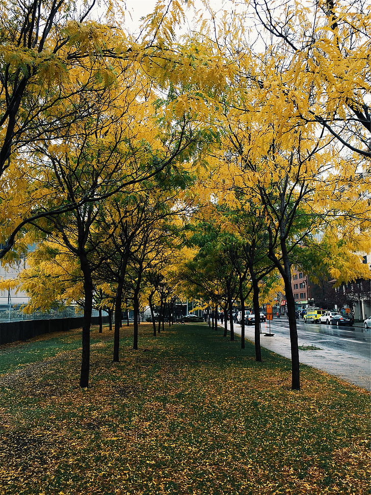 two, lanes, yellow, green, leaf, trees, near