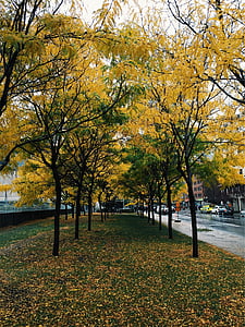 dois, Lanes, amarelo, verde, folha, árvores, perto de