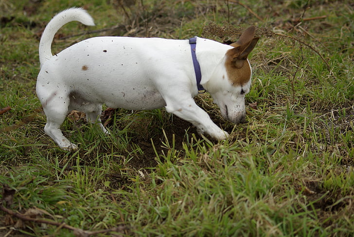 hund, græs, jorden, Jack-russell-terrier
