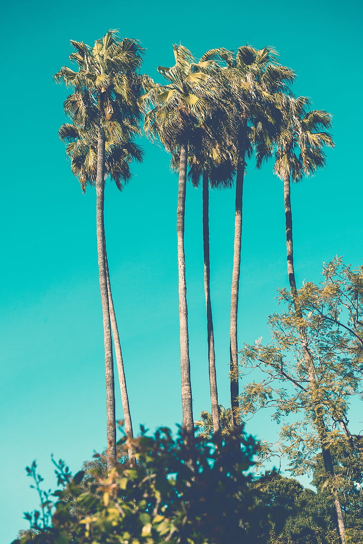 palm tree, tall, long, slender, thin, high, tropical