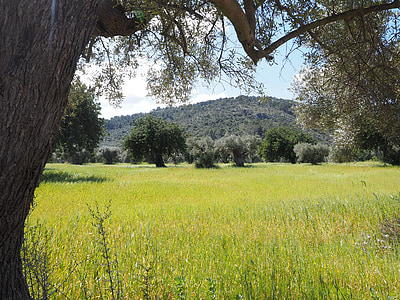 оливковое дерево, оливковые плантации, Плантация, дерево, оливковый сад, оливковая роща, Посадка