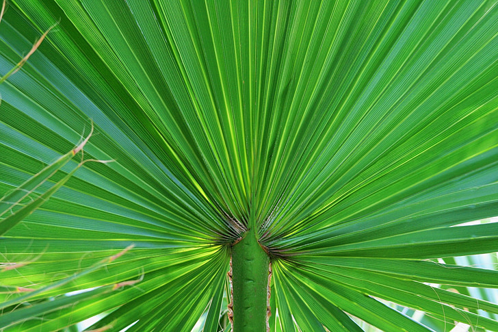 Palm, blad, fan, grønn, Tropical, løvverk, gren