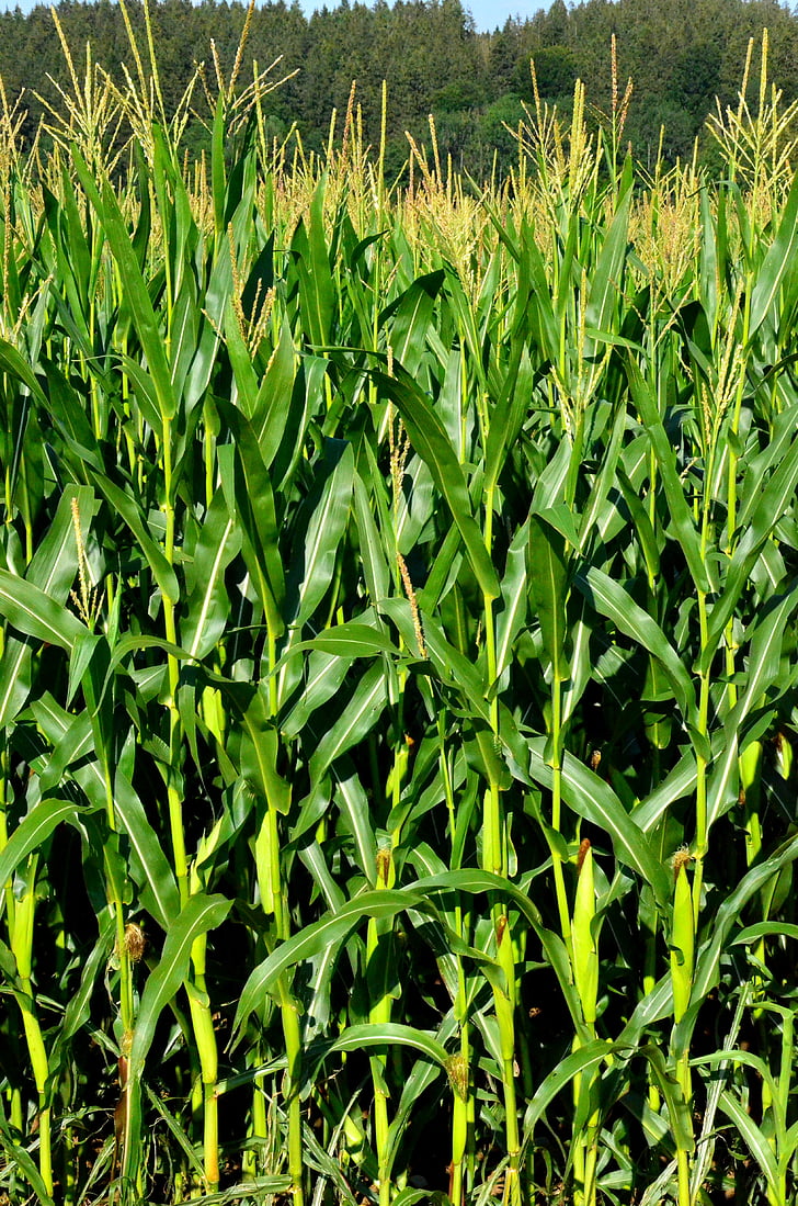 grain, corn, field, cereals, green, background, ripe