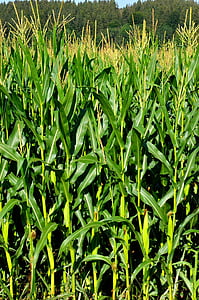 зерна, Кукурудза, поле, Зернові, Грін, фоновому режимі, стиглі