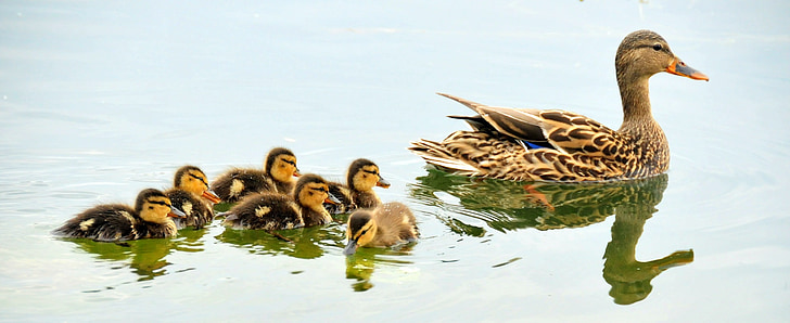 mallard ducks, hen, brood, waterfowl, wildlife, nature, family