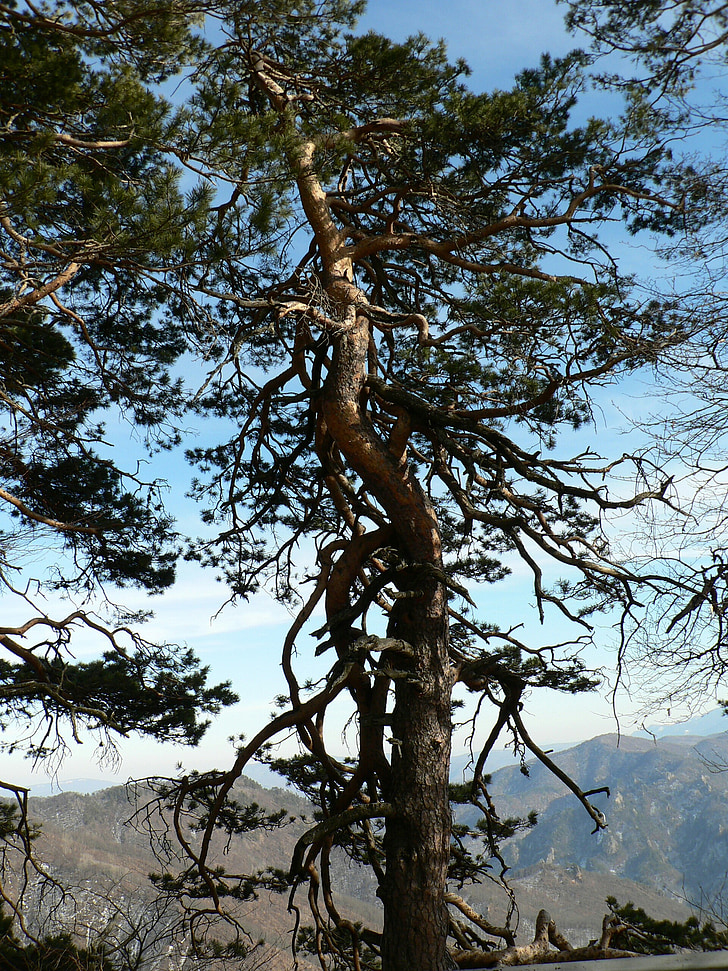 träd, Pine, bergen