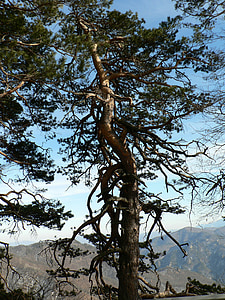 träd, Pine, bergen