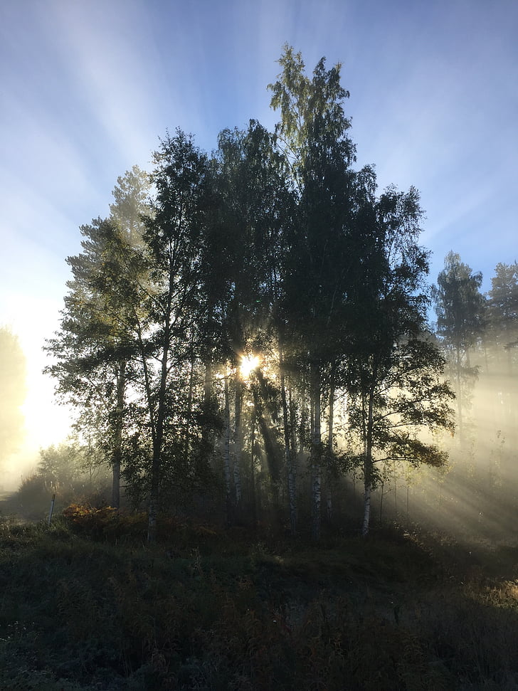 niebla, luz de fondo, rayos de sol, árbol, madera dura, sol, naturaleza