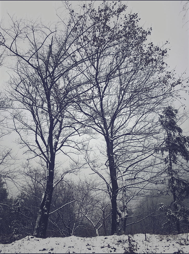 Prvá hra, sneh, Hill, zimné, strom, Príroda, Studená - teplota