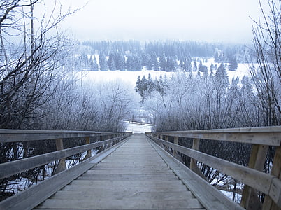merdiven, Kış, soğuk, Açık, Frost, doğa, kar