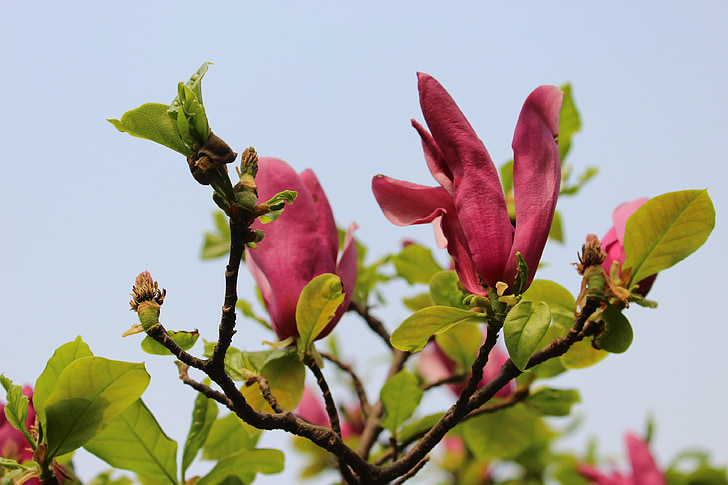 Magnólia roxa, flor, flor de magnólia, Magnólia, madeira, natureza, Primavera