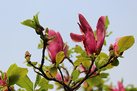 lila magnolia, blomma, Magnolia blomma, Magnolia, trä, naturen, våren