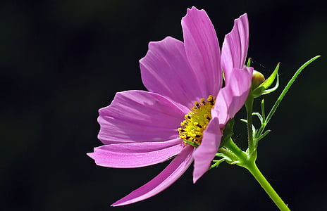 φυτό, φύση, Live, λουλούδι, ροζ χρώμα, πέταλο, ευθραυστότητα