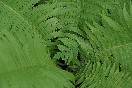 fern, green, leaves, plant, fern leaves, nature, structure