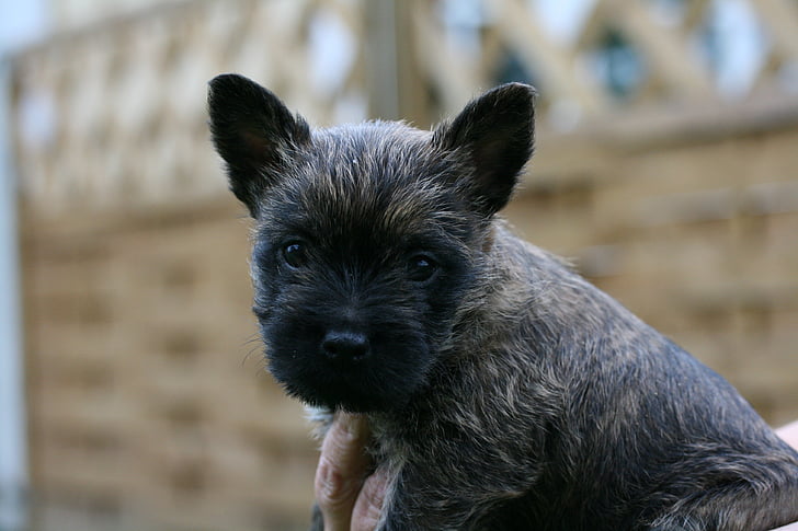 Cairn Terriër, hond, puppy