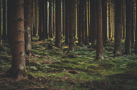 lasu, Natura, drzewa, odkryty, jesień, pnia drzewa, cisza