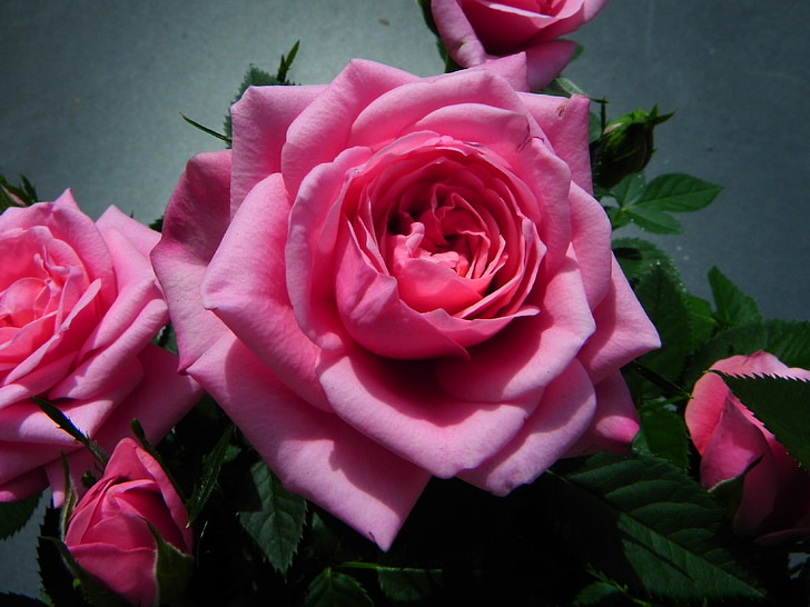 Rózsa, rózsaszín, Blossom, Bloom, virág, természet, rózsa virágzik