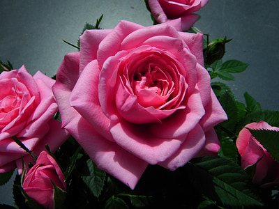 naik, merah muda, Blossom, mekar, bunga, alam, mawar mekar