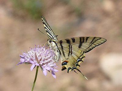 Papilio machaon, vlinder, machaon, papallona koningin, libar, Wild flower, schoonheid