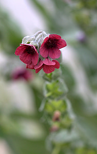 Bell, Hoa, màu đỏ, Wild flower, thực vật