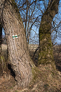turistrutterna, träd, grenar, landskap, Södra Böhmen, trädgrenar, Borovany