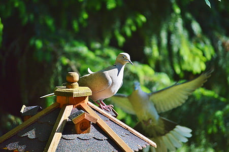 Dove, fugl, collared, natur, byen pigeon, fjerkræ, Wing