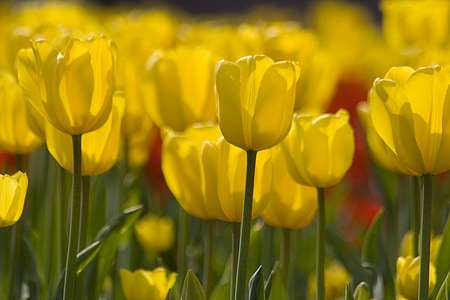 flowers, tulips, yellow, close