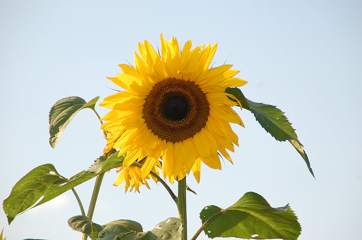 sunflower, helianthus, sun