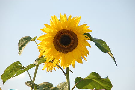 Slunečnice, Helianthus, slunce