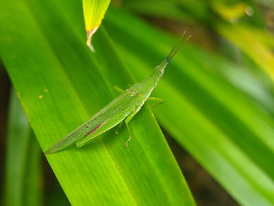 grasshopper, green, leaf, pandan, nature, insect, animal