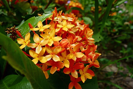 plant, flower, orange, bright, color, nature, floral