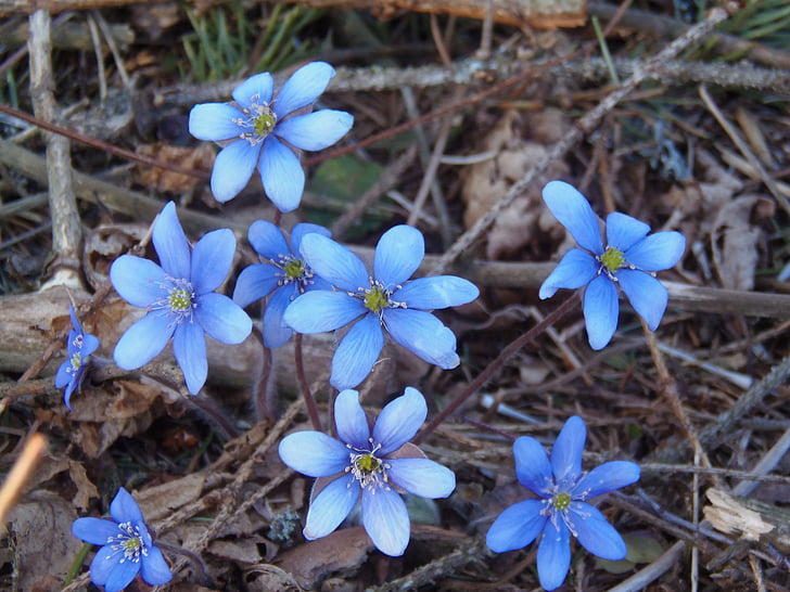 liverleaf, liverwort, kvety, modrá, jar, Príroda, Kvetinová