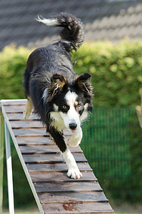 agility, web, catwalk, training, dog training