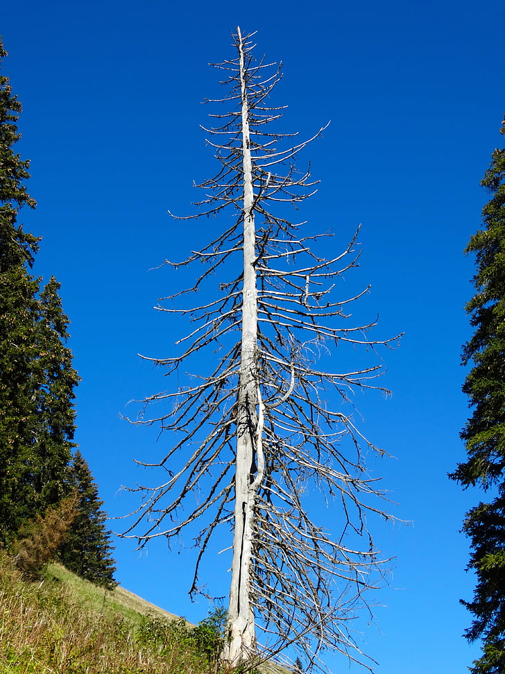 fir, mountain world, storm damage, dead tree, dehydrated, tree, nature