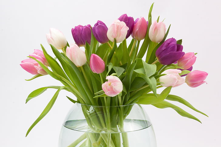 Tulip, Kytica tulipán, jarné kvety, Kytica, schnittblume, kvet, kvet