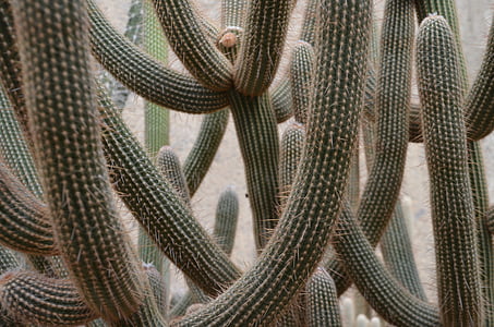 kaktus, anlegget, natur, hage