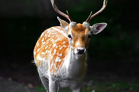 Deer, Woods, Metsä, Wild, eläinten, Wildlife, Luonto