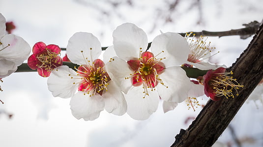 Cherry blossom, blomster, natur, planter, hvid, træ, forår