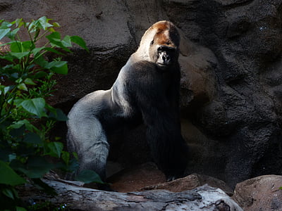 gorilla, monkey, ape, black, mammal, animal, silverback
