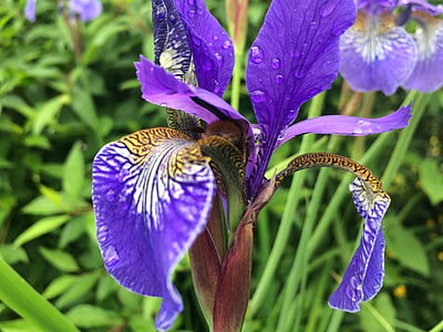 Blume, Iris, Natur, Frühling, Floral, Gartenarbeit, Regen