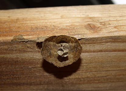 la colmena, avispa, insectos, madera, madera - material, marrón, Close-up