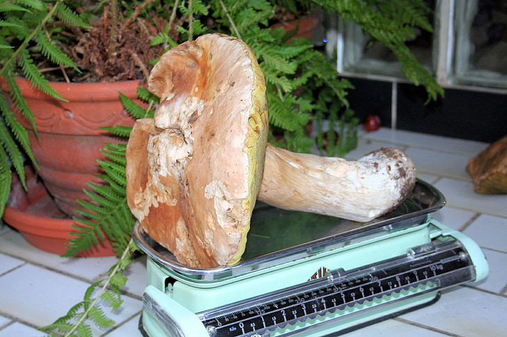 mushroom, kitchen scale, nature, last