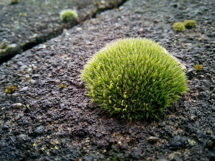 natuur, plant, Moss