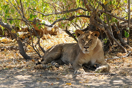 sư tử, Botswana, Chobe