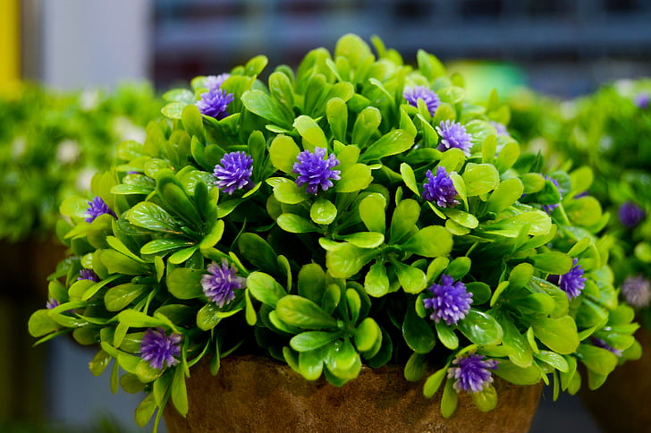 bunga-bunga ungu, vas bunga, bunga, daun hijau, bunga kecil, dekoratif, tanaman