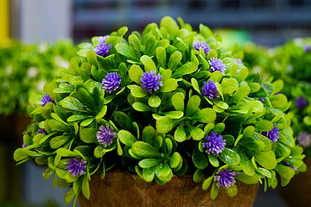 purple flowers, flower vase, flower, green leaves, small flower, decorative, plant