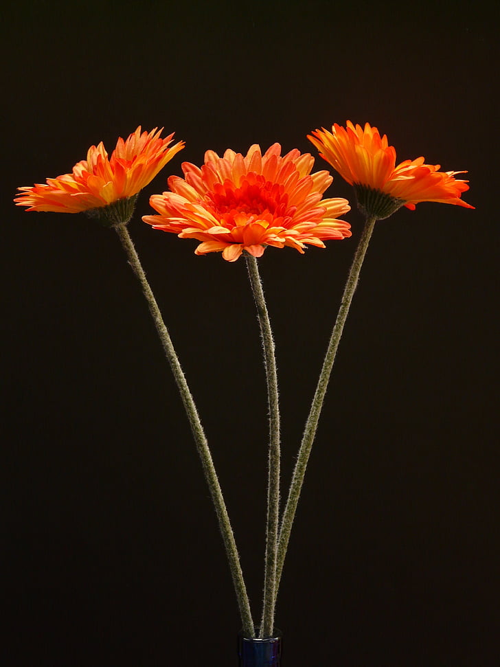 Gerbera, květ, závod, květ, Bloom, Art flower, oranžová